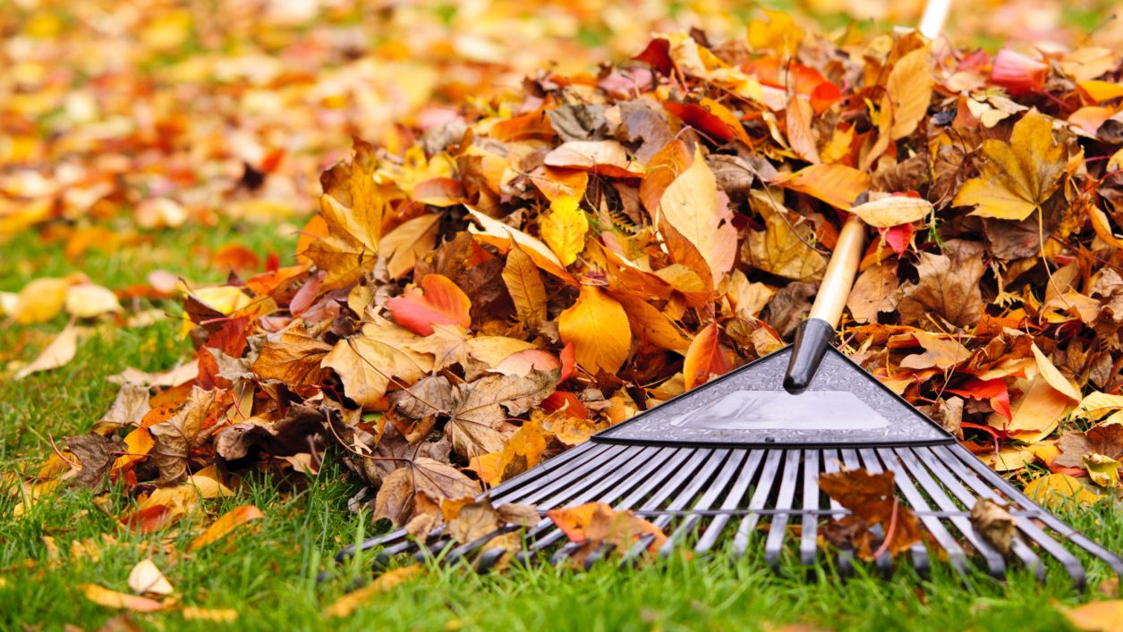 Spring and Fall Clean-up Number One Lawn Service