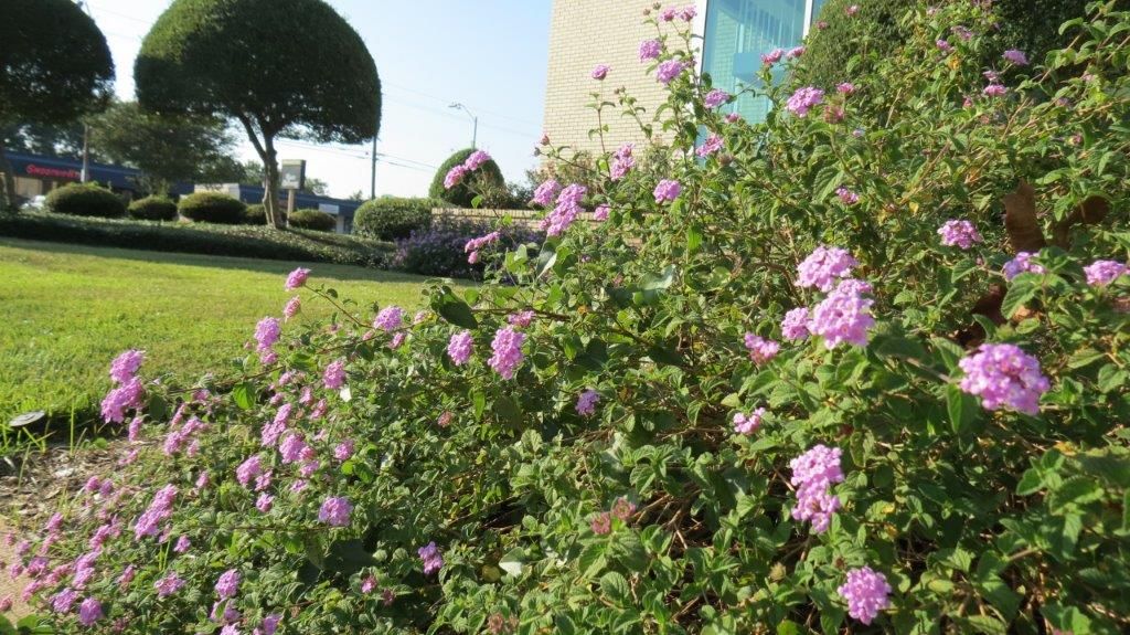 Number One Lawn Service and Landscaping in Beaumont Texas
