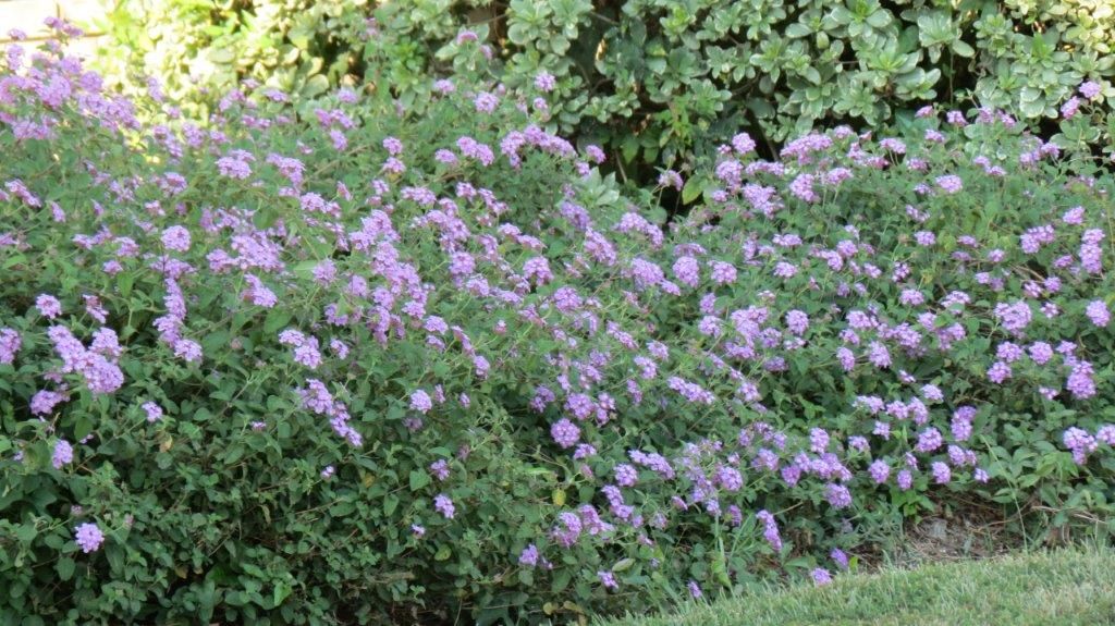 Number One Lawn Service and Landscaping in Beaumont Texas