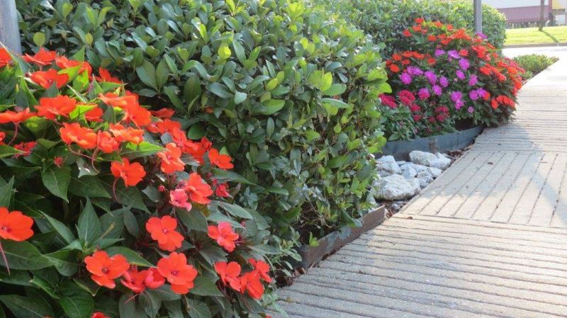 Number One Lawn Service and Landscaping in Beaumont Texas